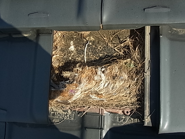 屋根瓦の下　鳥の巣撤去 /  名古屋市