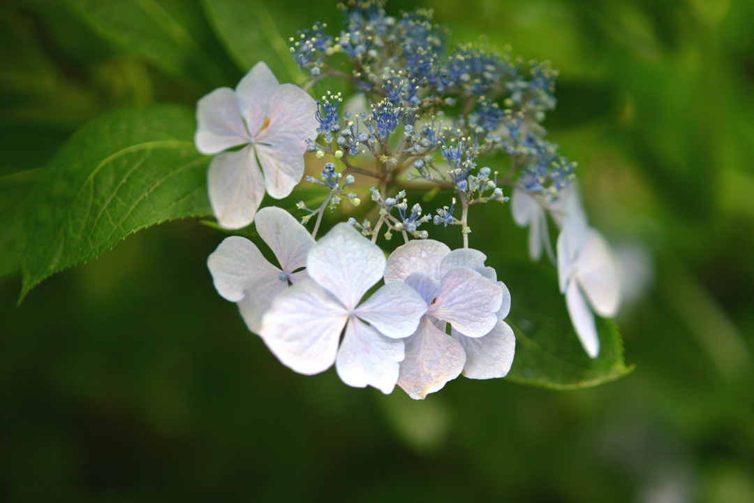 お花２